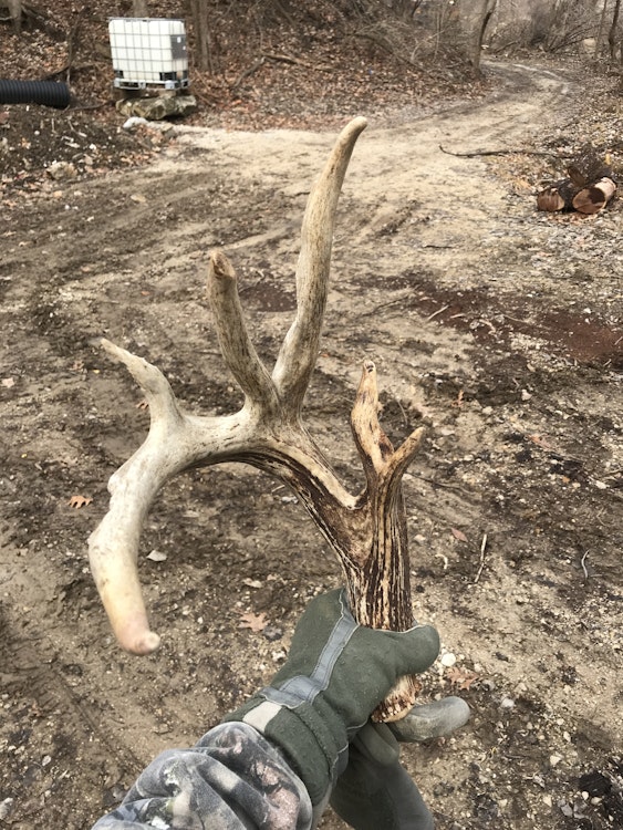 3-Day Whitetail Rut Hunt