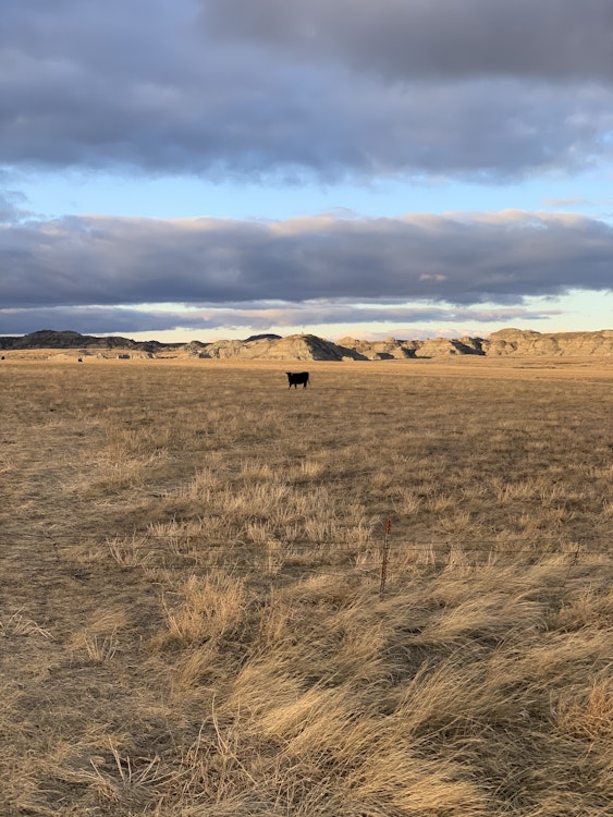 Prairie Dog Hunt