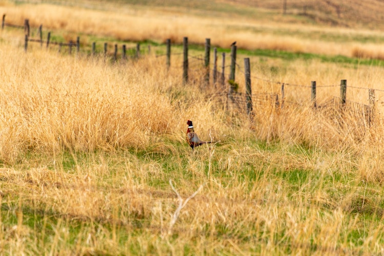 Upland Hunt (Pheasant & Prairie Chickens)
