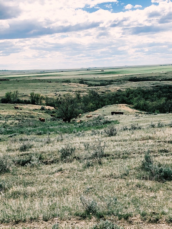 Prairie Dog Hunt