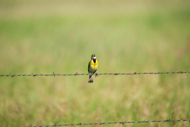 2-Day, 1-Night Birding with Lodging & Dinner (Non-Migration)