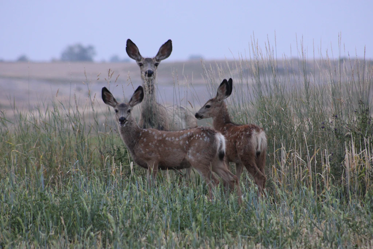 Archery Deer Hunt (Mule Deer or Whitetail)