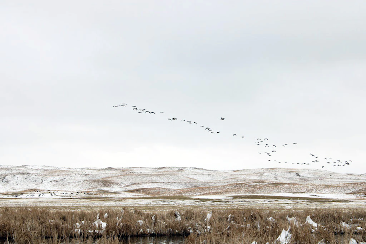 Waterfowl Hunt with Lodging & Meals