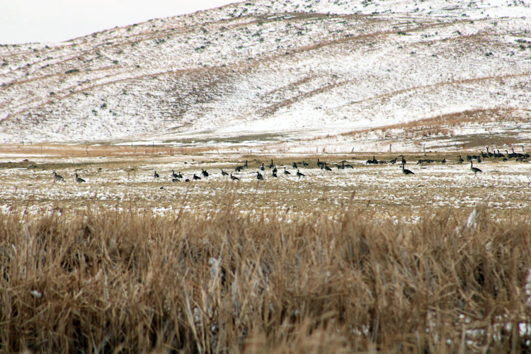 Waterfowl Hunt with Lodging & Meals