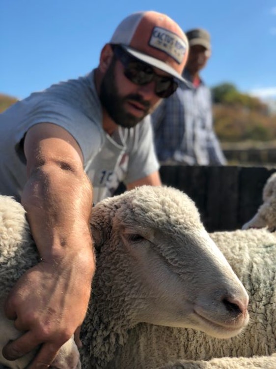 Cowboy Sheep Trailing 