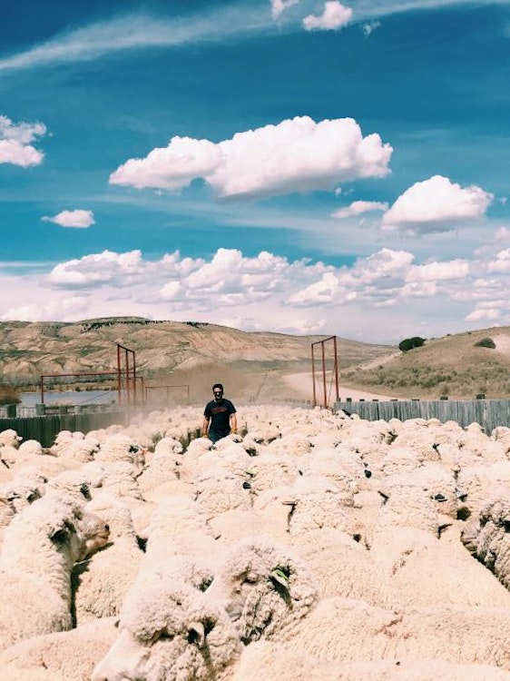 Cowboy Sheep Trailing 