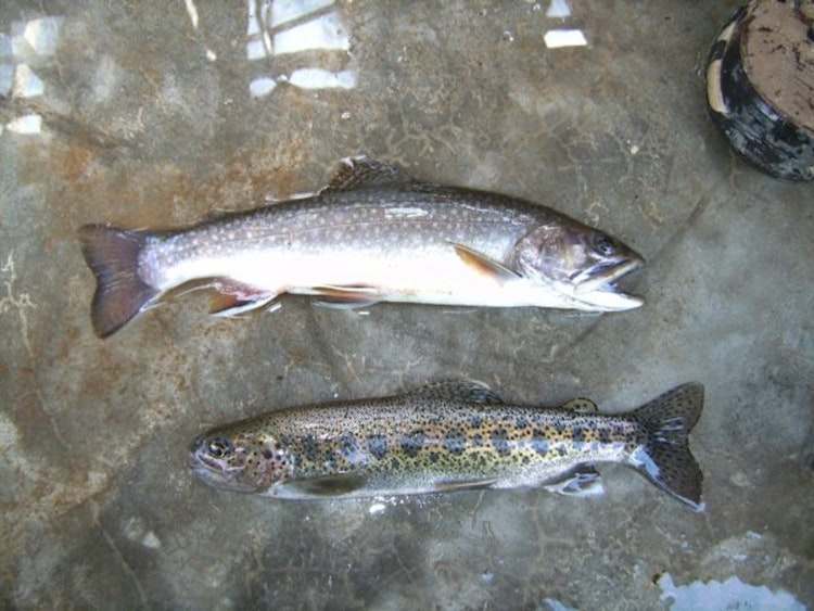 1-Day Trout Fishing