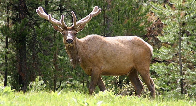 3-Day Elk Hunt