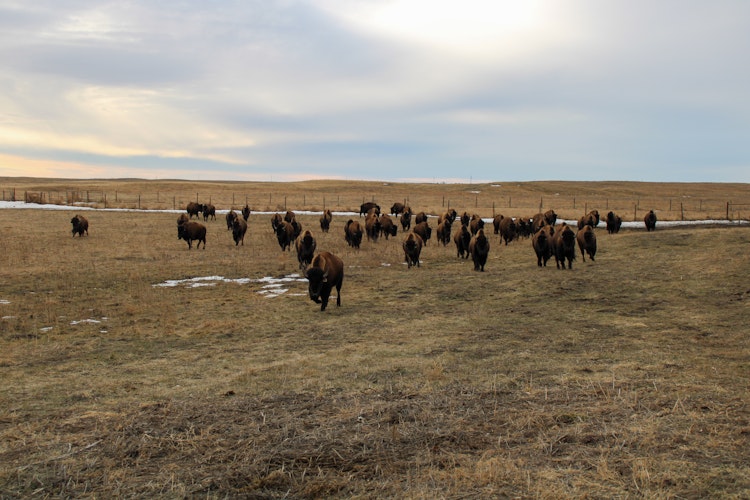 Guided Bison Hunt