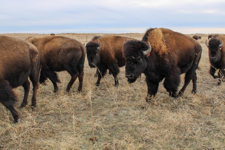 Guided Bison Hunt
