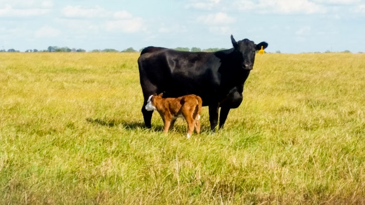 Cattle Branding OR Calving Experience