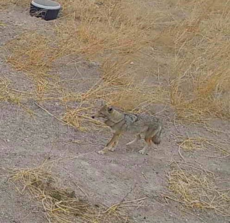 1-Day Coyote/Fox Hunt