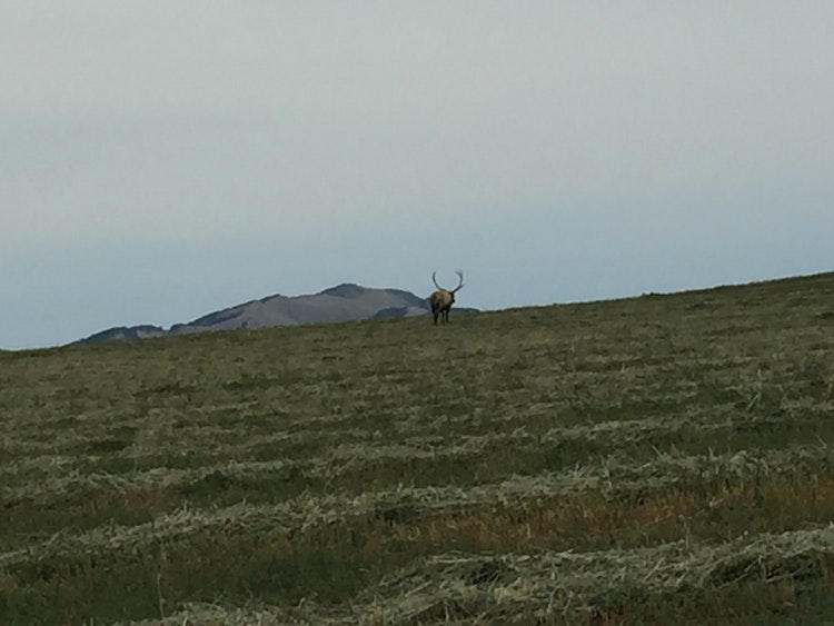 Archery Deer/Elk Hunt