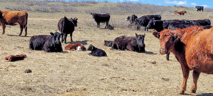 Cattle Herding Experience