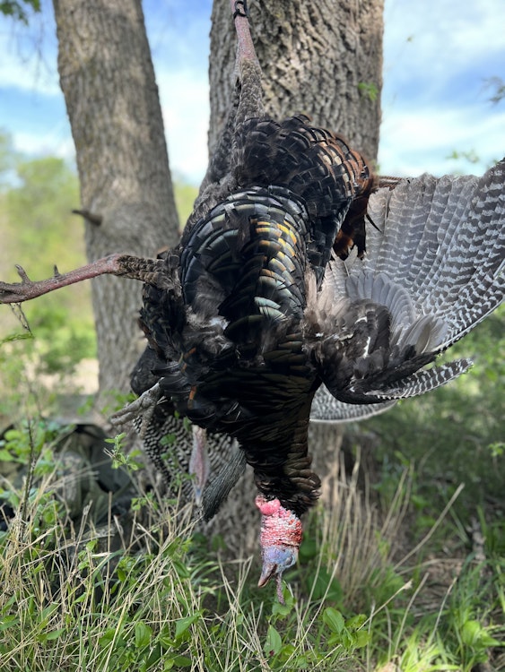 Extended Fall Turkey Hunt