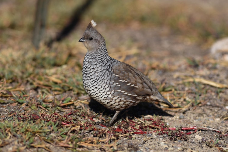 phasant quail or chuckers call for price