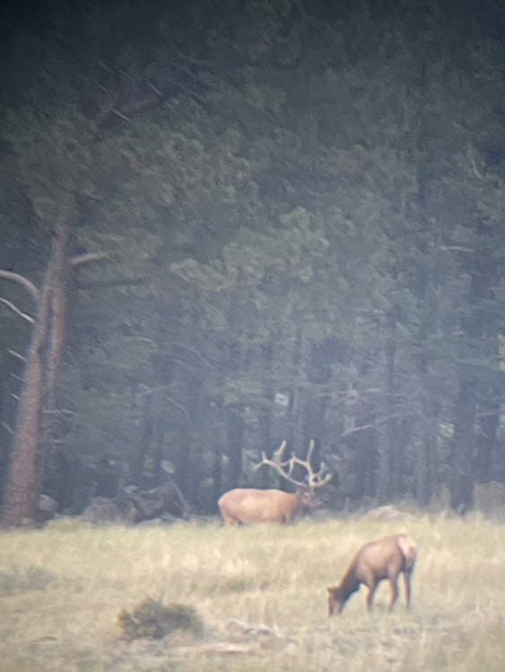 5-Day Elk Hunt 