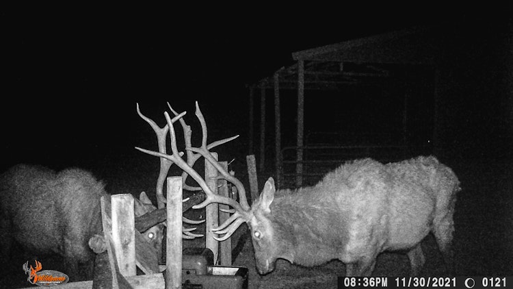 5-Day/4-Night Archery Elk Hunt