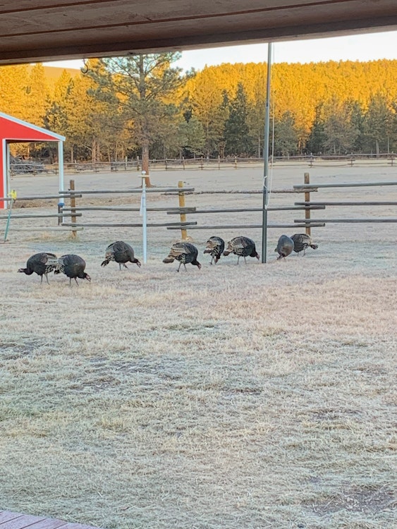 5-Day/4-Night Turkey, Bear or Shed Hunting