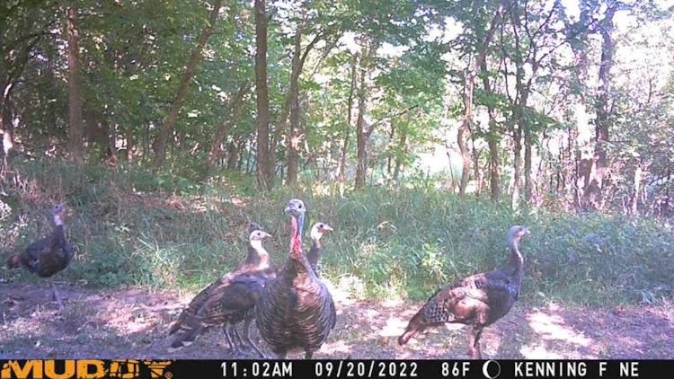 Extended Fall Turkey Hunt