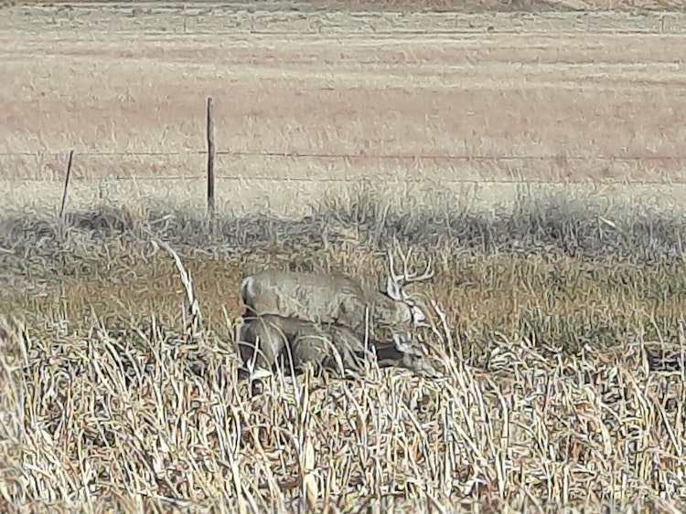  Archery Mule Deer Hunt (Discounted for Pre-Rifle)