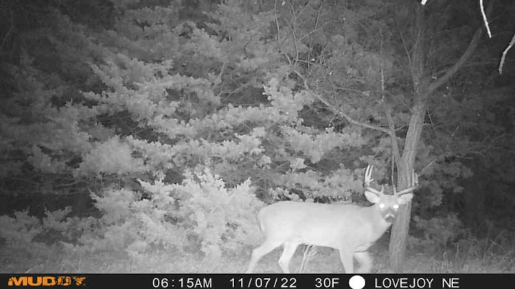 Deer Hunt (Whitetail or Mule Deer)