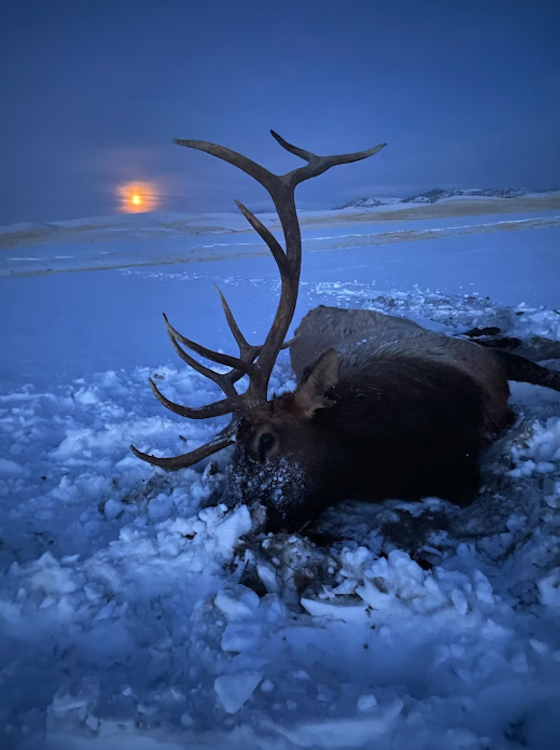 Montana 380 Elk Hunt