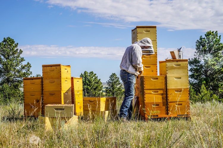 Beekeeping: Hands-On Beekeeping Experience