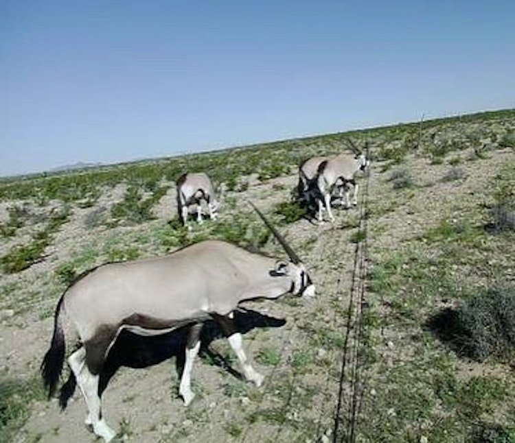 Oryx Hunt