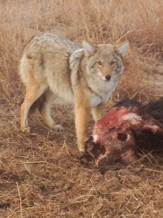 Coyote Hunt