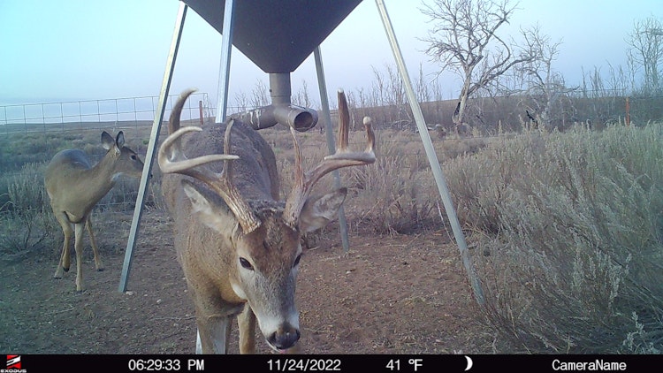 4-Day Deer Hunt