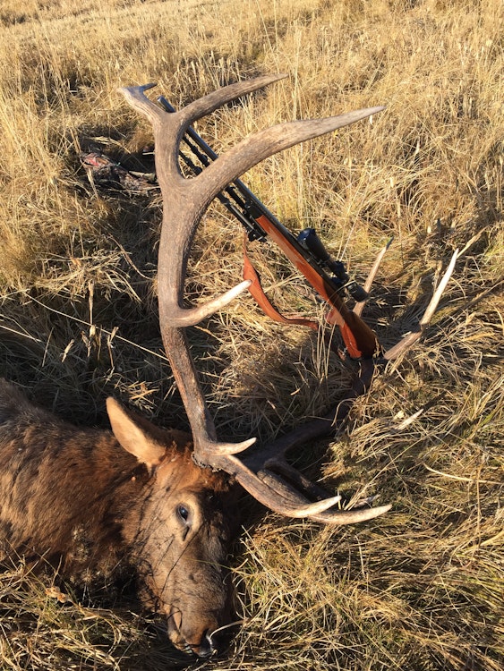6-day/ 5-night Elk & Deer|Archery or Rifle 