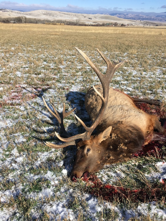 6-day/ 5-night Elk & Deer|Archery or Rifle 