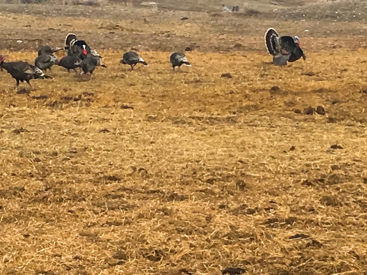 Turkey Hunt