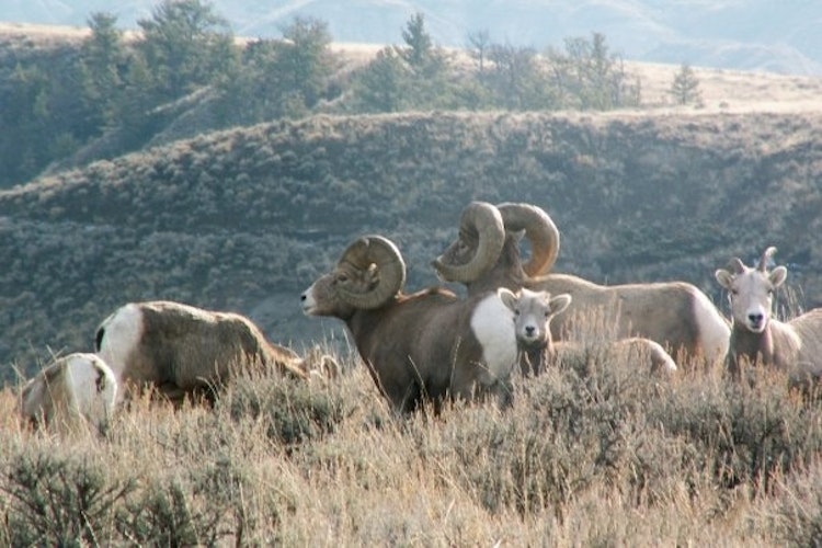 Big Horn Sheep Viewing