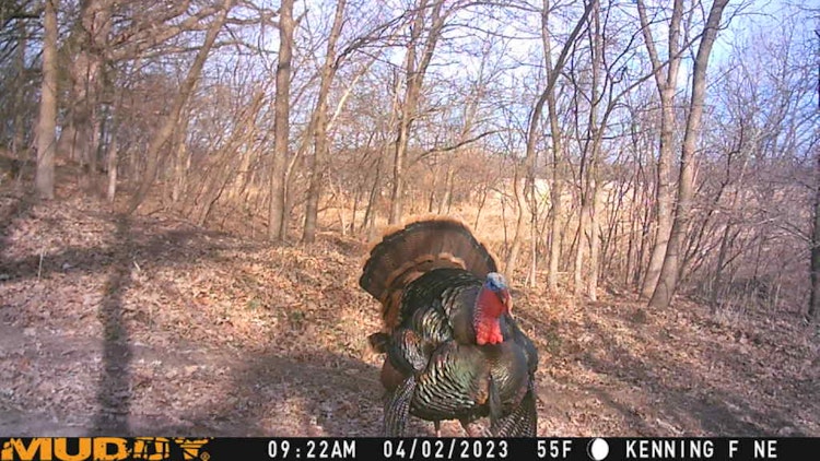 Extended Spring Turkey Hunt