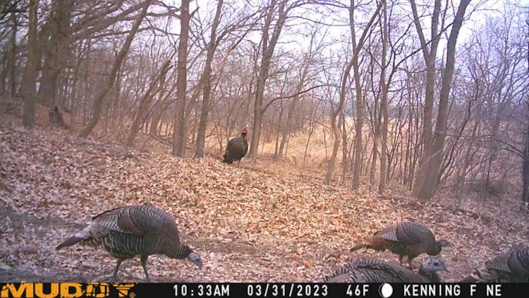 Extended Spring Turkey Hunt