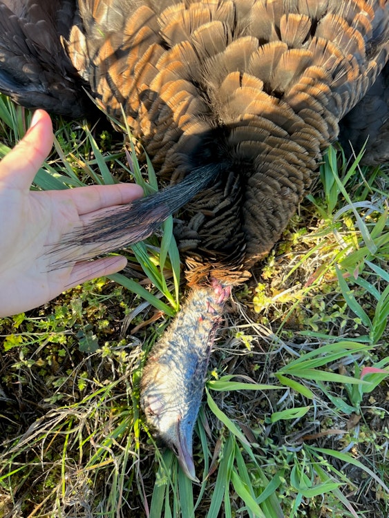 Spring Turkey Hunt 