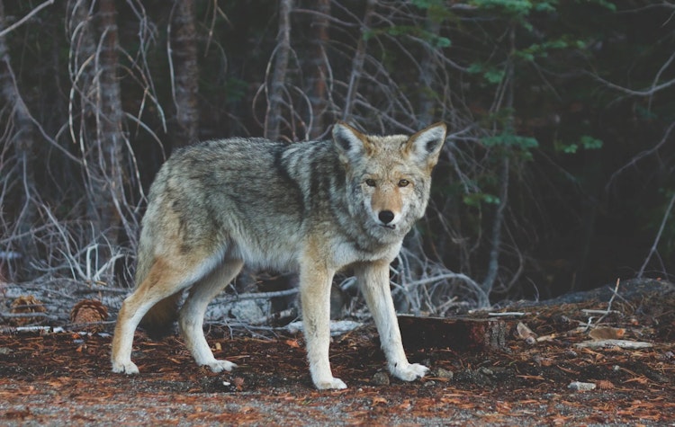 Coyote and Predator Hunts