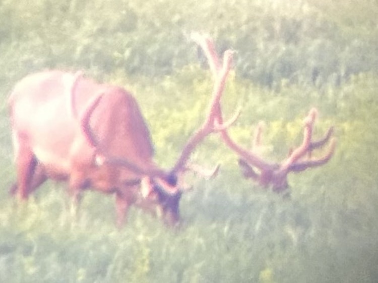 Archery Elk Hunt