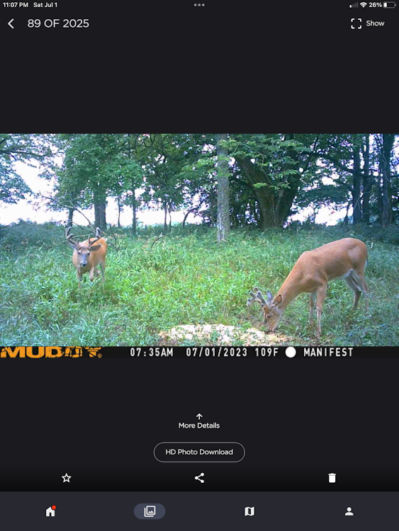 Semi-Guided Whitetail Hunt
