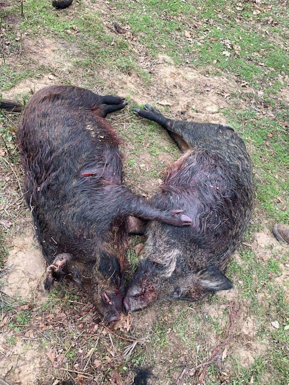 Texas Hog Hunt | No Dogs