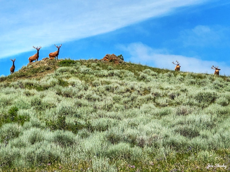 Archery Deer/Elk Hunt