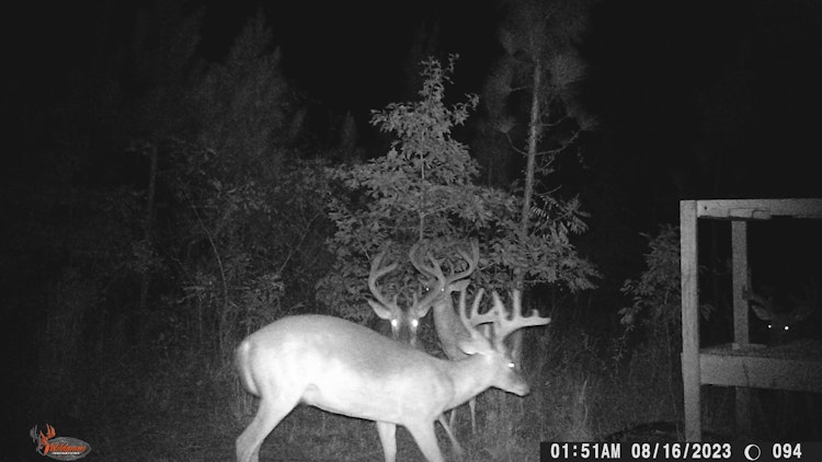 South Carolina Whitetail Deer Hunting 