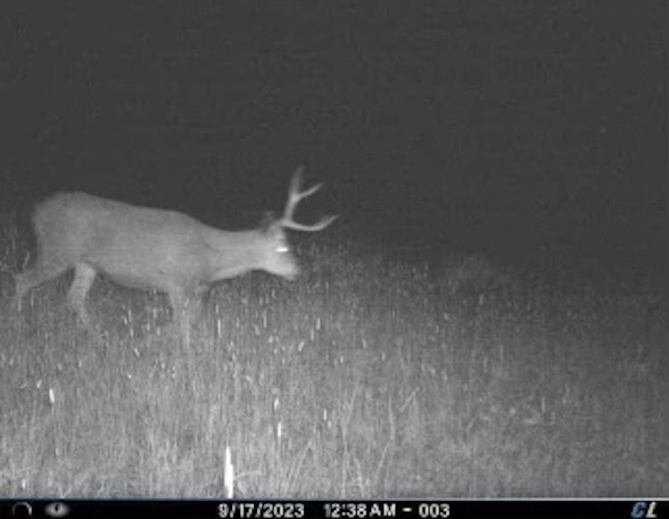 6-Day/5-Night Elk & Deer Rifle Hunt | 2 Hunter Minimum