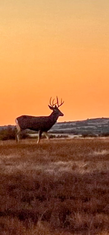 Rifle Mule Deer Hunt | Lodging Not Included