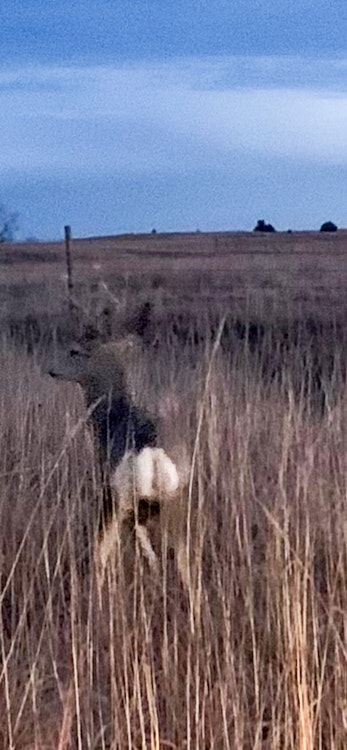 Rifle Mule Deer Hunt | Lodging Not Included