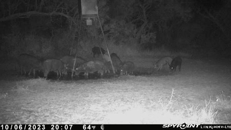 1-Day Whitetail deer archery hunt and hog hunt 