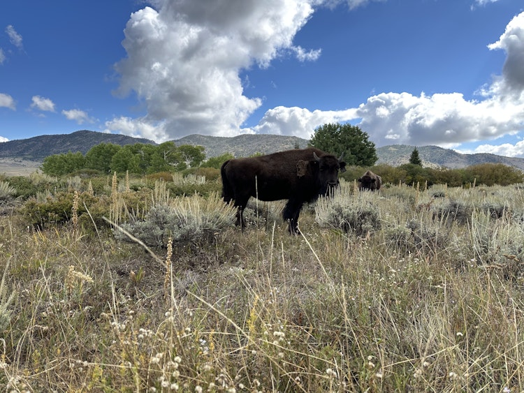Guided Bison Hunting Experience| No Lodging