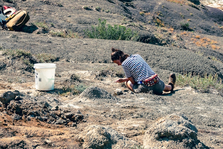 Weekend Fossil Field Experience at Harmon Creek Cattle